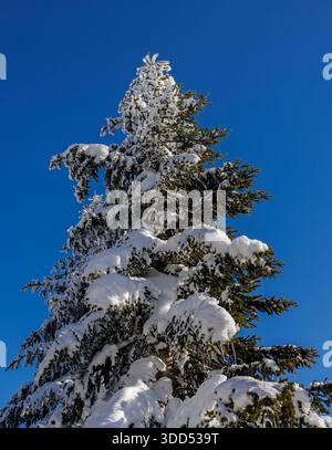 Sestrière, Piemonte, Italia - 27 dicembre 2025: Abete innevato. Foto Stock