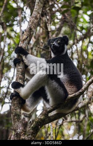 Un lembo adulto di Indri seduto su un albero ad Andasibe, Madagascar. Foto Stock