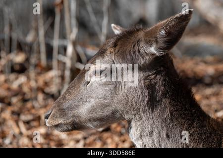 Primo piano della testa Dama Dama . Ritratto di cervi incolti (dama dama) Foto Stock