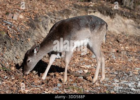 Il cervo a riposo (Dama Dama) è al pascolo nella foresta. Foto Stock