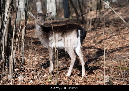 Daini in piedi nella foresta invernale . Giovani cervi europei a riposo Foto Stock
