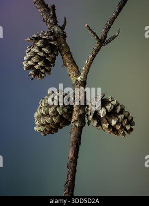 Due specie di lichene (Lecanora strobilina [cerchi pallidi] e Amandinea punctata [puntini neri]) che crescono su scale di coni di pino corallino (Pinus ech Foto Stock