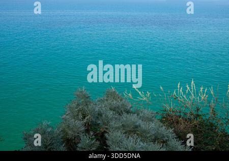 Le vivaci piante mediterranee si aggrappano alle rocce aspre, in contrasto con il blu intenso del mare Adriatico. Foto Stock