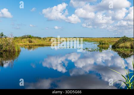 Splendido riflesso del cielo blu nelle acque poco profonde dell'Everglades National Park, Florida Foto Stock