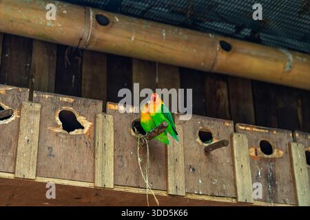 Un paio di vivaci Fischerlovebirds Agapornis fischeri seduti su un pozzo vicino alle loro scatole di legno per nidificare in una voliera Foto Stock