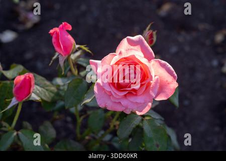 Adorabile Lady Rose in giardino. Nuova Zelanda, 2024. Foto Stock