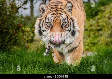 il più grande dei grandi gatti. vederli in natura è un tipo diverso di esperienza. semplicemente incredibile Foto Stock