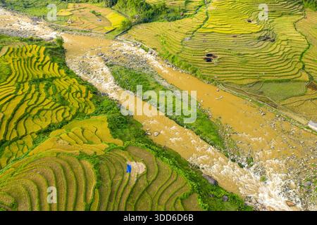 Vista aerea delle vivaci terrazze di riso dorate che costeggiano un fiume fangoso che scorre velocemente nella regione rurale di Sapa nel nord del Vietnam. Il paesaggio presenta campi a strati, vegetazione lussureggiante e pietre sparse sotto la luce del giorno. Foto Stock