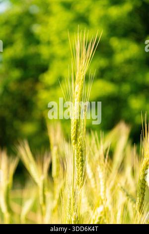 Zurigo, Svizzera, 16 giugno 2025 Triticum Dicoccon o pianta di farro presso il giardino botanico Foto Stock