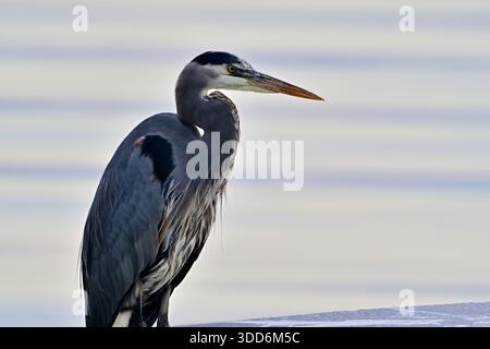 Un'immagine ritratto di un Heron azzurro adulto, 'Ardea herodias', in attesa pazientemente di un pesce in superficie. Foto Stock