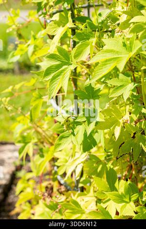 San Gallo, Svizzera, 22 luglio 2025 Humulus Scandens o pianta giapponese del luppolo presso il giardino botanico Foto Stock
