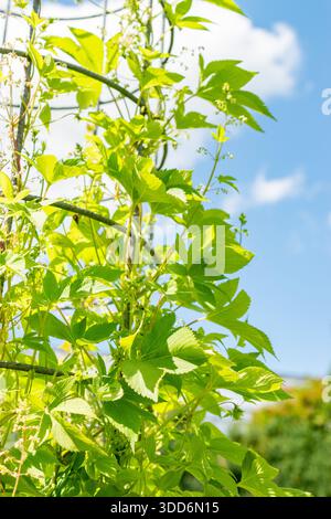 San Gallo, Svizzera, 22 luglio 2025 Humulus Scandens o pianta giapponese del luppolo presso il giardino botanico Foto Stock