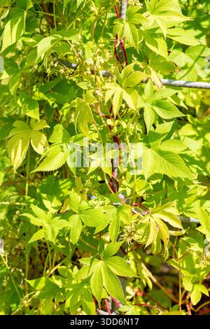 San Gallo, Svizzera, 22 luglio 2025 Humulus Scandens o pianta giapponese del luppolo presso il giardino botanico Foto Stock