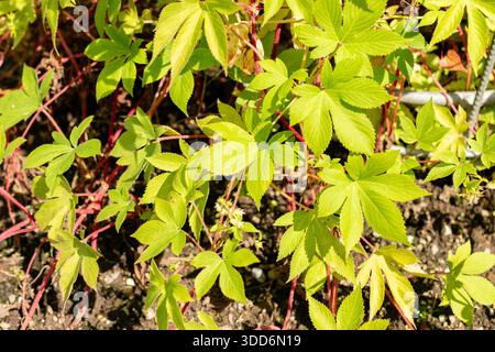 San Gallo, Svizzera, 22 luglio 2025 Humulus Scandens o pianta giapponese del luppolo presso il giardino botanico Foto Stock
