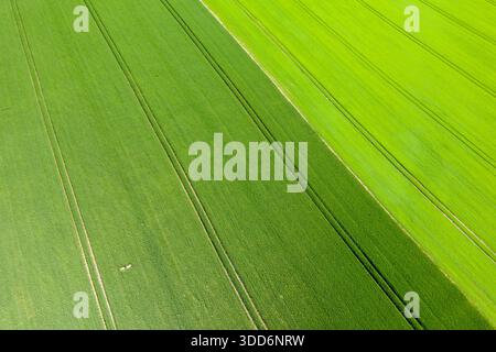 Vista aerea di campi di coltura verdi paralleli con sottili linee di trazione e sfumature a contrasto, che creano un motivo geometrico minimalista nella campagna della Normandia. Foto Stock