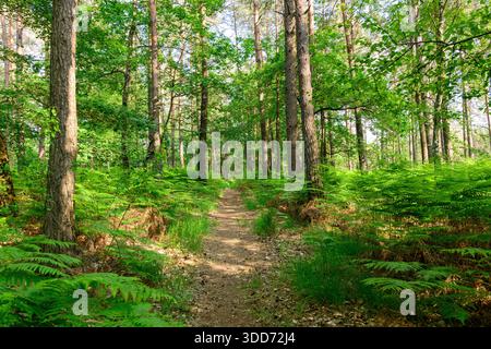 Uno stretto sentiero sterrato si snoda tra alti pini e querce in una vivace foresta verde vicino a Dampierre en Burly, con la luce del sole che illumina le fitte felci e il verde fresco in una tranquilla giornata estiva. Foto Stock