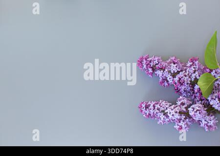 Bouquet lilla dall'alto su sfondo grigio minimalista per un design elegante. Foto Stock