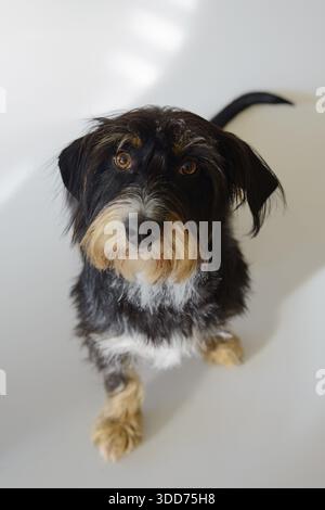 Un cane guarda in alto con uno sfondo chiaro, razza mista, razza mista, dachshund con i capelli di filo, mix terrier-Havanese, maschio, Germania Foto Stock