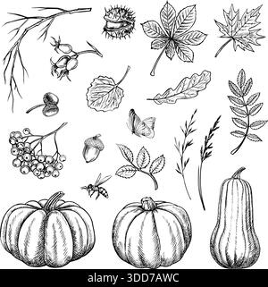 Set autunnale con zucche, foglie e fiori, oltre a vari elementi vegetali. Illustrazione in bianco e nero disegnata a mano. Su sfondo bianco. Per Illustrazione Vettoriale