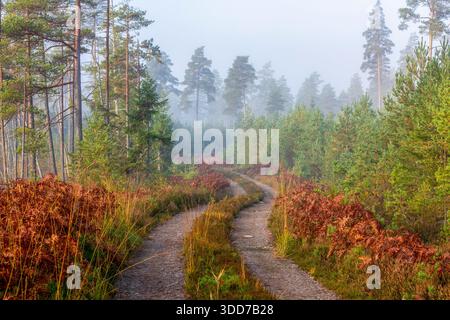 Una strada sterrata nebbiosa nella foresta nella calda luce autunnale, Svezia Foto Stock