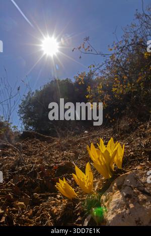 Sternbergia clusiana caduta Daffodil o grande Sternbergia. Pianta bulbosa della famiglia Amaryllidaceae, sottofamiglia Amaryllidoideae, ha gre Foto Stock