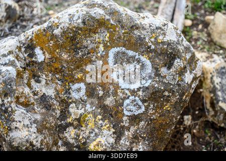 roccia ricoperta di vari tipi di licheni, organismi compositi in cui le alghe o i cianobatteri vivono all'interno di una struttura fungina. roc arancione brillante Foto Stock