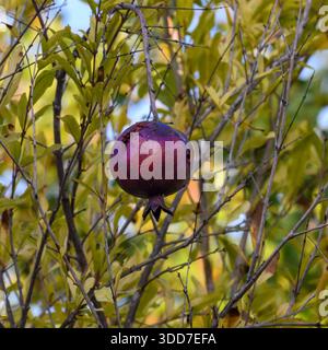 Melagrana non raccolta e troppo matura che marcisce sul suo albero Foto Stock