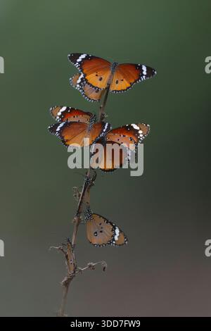 Farfalle di tigre semplici con marcature arancioni, nere e bianche che riposano per la notte su uno stelo sottile e asciutto su uno sfondo verde P Foto Stock