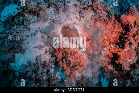 Una colorata barriera corallina con una pastinaca a terra. I colori della barriera corallina sono vivaci e la pastinaca è un bellissimo blu e arancione Foto Stock