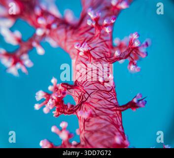 Un ramo di corallo rosso e bianco con fiori rosa e bianchi. Il ramo è molto sottile e ha molti piccoli fiori Foto Stock