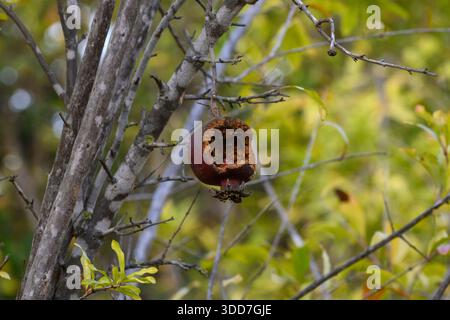 Melagrana non raccolta e troppo matura che marcisce sul suo albero Foto Stock