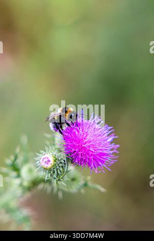 Un bumblebee siede su un fiorifero di cardo in un giardino. Foto Stock