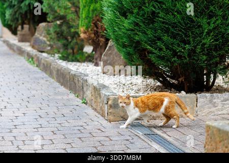 Uno zenzero e un gatto bianco camminano lungo un sentiero di pietra accanto a un muro di pietra e a una fila di cespugli verdi. Foto Stock