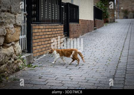Uno zenzero e un gatto bianco camminano lungo una strada acciottolata in una città europea. Foto Stock