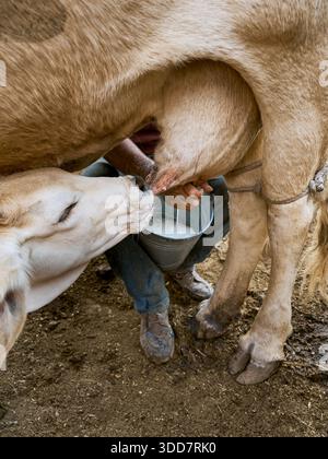 Vitello che beve latte dalla madre nel fienile Foto Stock