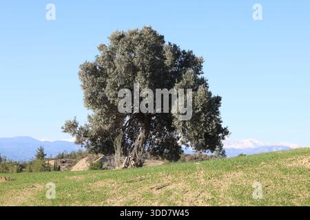 Vecchio olivo solitario situato su una collina verde erbosa sotto un cielo azzurro trasparente in una zona rurale Foto Stock