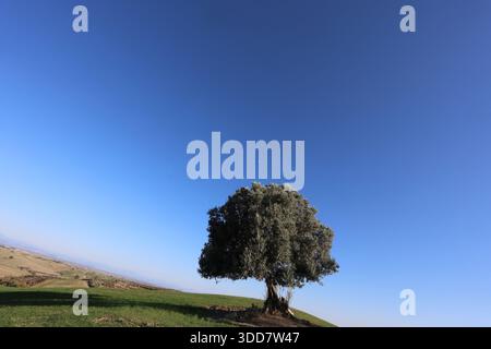 Vecchio olivo solitario situato su una collina verde erbosa sotto un cielo azzurro trasparente in una zona rurale Foto Stock