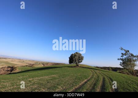 Vecchio olivo solitario situato su una collina verde erbosa sotto un cielo azzurro trasparente in una zona rurale Foto Stock