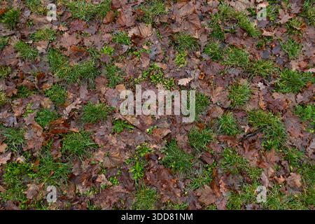 Erba verde macchiata di foglie autunnali cadute, che formano una texture naturale di stagione sul terreno Foto Stock