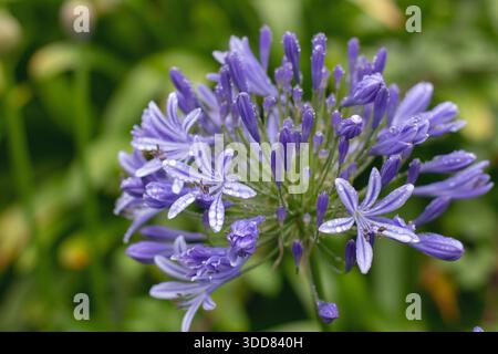 L'infiorescenza di agapanto blu ricoperta da gocce di pioggia fresca contro il verde lussureggiante del fogliame. Un vivace primo piano botanico con luce naturale soffusa. Foto Stock