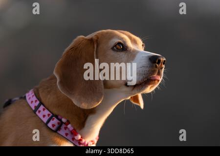 Il cane Beagle emozionale affronta da vicino con l'imbracatura rosa con i cuori Foto Stock