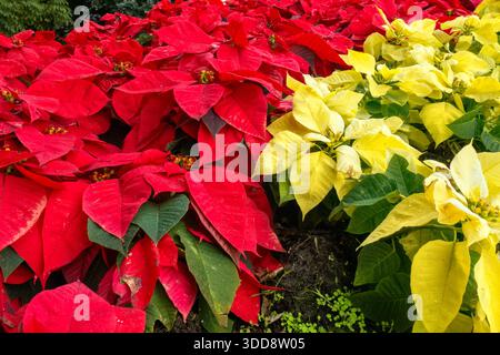 Piante poinsettia rosse e gialle, Euphorbia pulcherrima Plaza de Espana, Tenerife Foto Stock