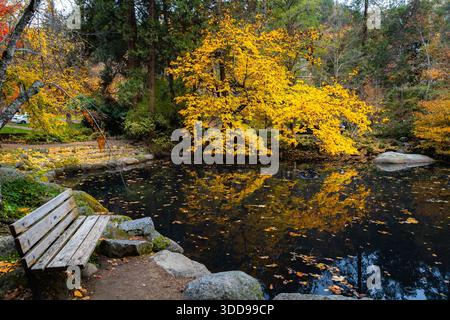 Una vista pittoresca del Lago Black Swan nel Lithia Park di Ashland, che riflette il vibrante fogliame autunnale dorato e le acque tranquille, spesso caratterizzate da b residenti Foto Stock