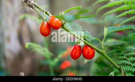 Le bacche di colore rosso brillante si aggrappano ai gambi verdi. Le foglie di felce fanno da cornice allo sfondo naturale della pianta. Colori vivaci contrastano con ambienti morbidi e sfocati. Foto Stock
