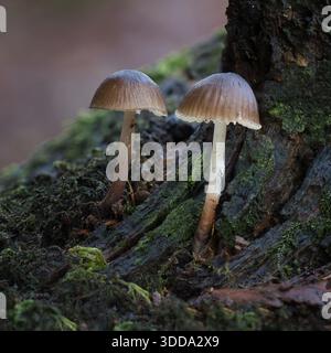 Un primo piano di due comuni funghi del cofano che nascono da vecchi tronchi di legno decayinici ricoperti di lichene Foto Stock