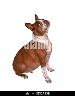 Ritratto completo del corpo laterale di un boston terrier marrone e bianco che si siede e guarda in alto, isolato su sfondo bianco Foto Stock