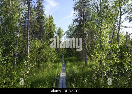 Uno stretto sentiero in legno conduce attraverso una foresta di betulle verde sotto un cielo blu, vicino a Vianaavan Lintutorni, Ravaniemi, Saarenkylae, Lapponia, Finlandia Foto Stock