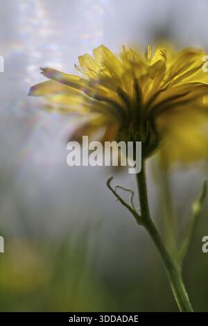 Dente di leone autunnale (Scorzoneroides autumnalis), Kempen, Renania settentrionale-Vestfalia, Germania Foto Stock