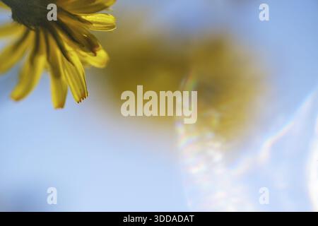 Dente di leone autunnale (Scorzoneroides autumnalis), Kempen, Renania settentrionale-Vestfalia, Germania Foto Stock