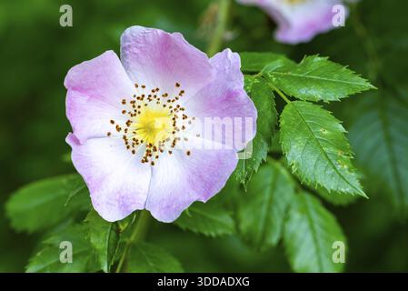 Primo piano del fiore rosa di una rosa canina di fronte al fogliame verde, in Germania Foto Stock